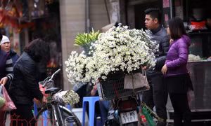 Cúc họa mi đem đông về trên phố Hà Nội