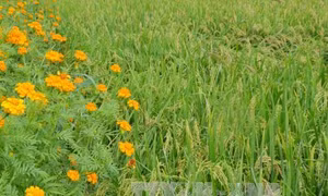 Mô hình 'ruộng lúa, bờ hoa' ở Bà Rịa-Vũng Tàu 'chết yểu'