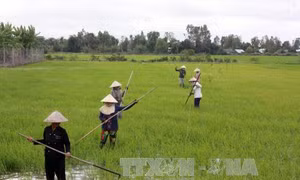 Đồng bằng sông Cửu Long sẽ xuống giống hơn 800.000 ha lúa Thu Đông 