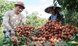 Xuất khẩu rau, quả ước đạt 1,38 tỷ USD 