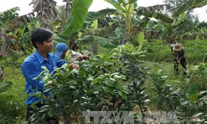 Khởi nghiệp từ vùng đất bỏ hoang 