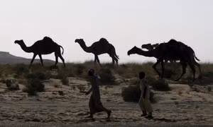 Saudi Arabia trục xuất 15.000 con lạc đà Qatar
