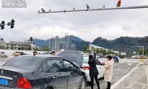 Nhìn nhầm khỉ mông đỏ thành đèn giao thông, một phụ nữ gây tai nạn