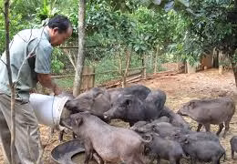 Thông tin về việc giá lợn giống trong dự án giảm nghèo tại Điện Biên cao bất thường