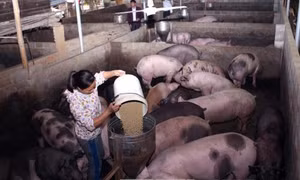 'Giải cứu' chăn nuôi, một doanh nghiệp cam kết thu mua 40.000 con lợn 