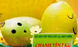 TP Hồ Chí Minh