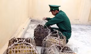 Lạng Sơn than khó về nhân lực kiểm tra vệ sinh thú y
