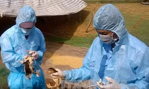 Năm 2018 sẽ có vắc xin cúm A/H5N1 cho gia cầm 