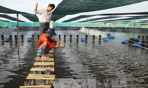 Phát triển nuôi tôm siêu thâm canh - Bài 2: Nỗ lực không để xảy ra hệ lụy