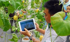 Doanh nghiệp phần mềm nội ít có cơ hội tại sân nhà