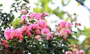 Tường vi hút hồn người yêu hoa