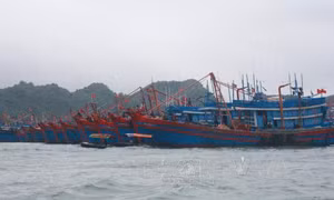 Hải Phòng, Quảng Ngãi khẩn trương kêu gọi tàu, thuyền vào nơi trú ẩn, tránh bão số 5