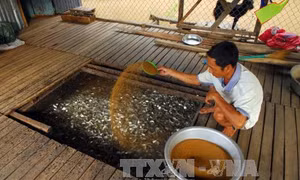 Đồng bằng sông Cửu Long mùa nước nổi - Bài cuối: Chuyển đổi sinh kế và quản trị nguồn nước 
