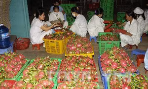 Thanh long trái vụ tăng giá 