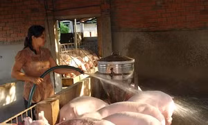 Tiêu thụ lợn đã tăng gấp 2 lần so thời điểm 'giải cứu'