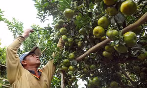 'Đầu ra' bền vững cho nông sản ĐBSCL 