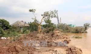 Khẩn trương hỗ trợ người dân vùng sạt lở đê bao cồn Phú Đa
