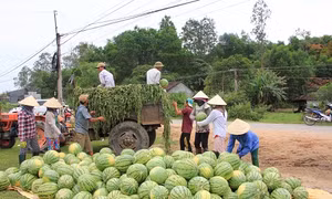 TP Hồ Chí Minh
