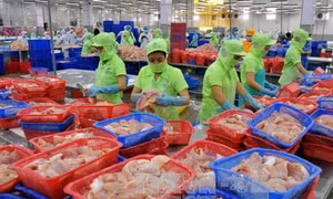 Cá tra 'mắc cạn' ở thị trường Hoa Kỳ