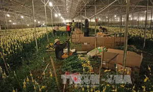 Hoa Đà Lạt chết hàng loạt không phải do phân bón giả 