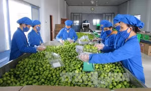Doanh nghiệp cẩn trọng hơn khi xuất khẩu sang thị trường UAE 
