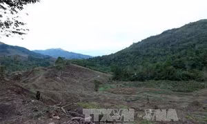 Cơ bản ngăn chặn tình trạng phá rừng ở Mường Nhé, Điện Biên