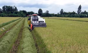 Trăn trở phát triển thương hiệu nông sản