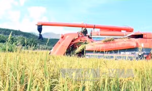 'Gạo sạch Triệu Phong' - Hướng đi mới cho người dân vùng khó
