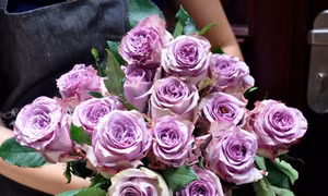 Hoa hồng ngoại 'giá khủng' được săn lùng dịp Valentine