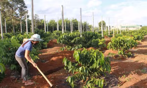 Tây Nguyên tăng diện tích cây trồng xen trong vườn cà phê
