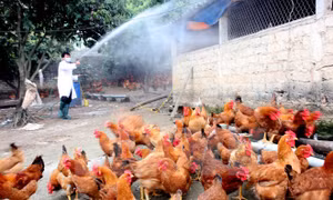 Chưa phát hiện vi rút cúm A/H7N9 tại Việt Nam