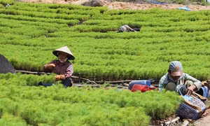 Gia Lai sẽ thu hồi 7.000 ha đất rừng bị lấn chiếm để trồng lại rừng 