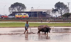 Đẩy nhanh lấy nước đổ ải, gieo cấy lúa Đông Xuân
