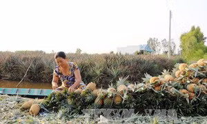 Trồng dứa trên đất phèn cho hiệu quả cao 