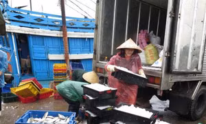 Ngư trường Hà Tĩnh đã nhộn nhịp sau một năm xảy ra sự cố môi trường biển