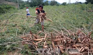 Giá sắn thấp kỷ lục, nông dân khốn đốn 