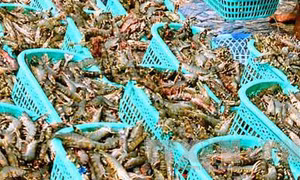 Người nuôi tôm Trà Vinh phấn khởi vì trúng mùa, trúng giá