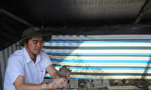 Làm giàu trên mảnh đất quê hương 