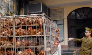 Ngăn chặn vận chuyển gia cầm qua biên giới