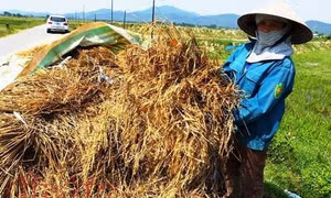 Tiền hỗ trợ thiệt hại do thiên tai vẫn chưa tới tay nông dân