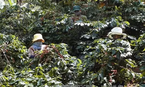 Xuất hiện tình trạng đe dọa, bắt áp giá sàn để thu mua cà phê tại Kon Tum