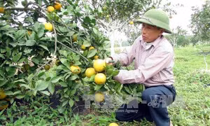 Nghệ An xuất hiện tình trạng cam rụng quả
