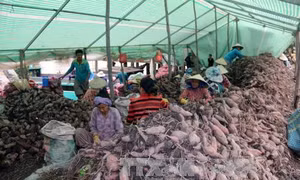 Khoai lang giảm giá, nông dân Hòn Đất thua lỗ nặng