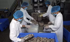 Mở hướng xuất khẩu ngao sạch sang châu Âu