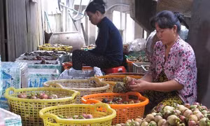 Thời thiết bất thường, Bình Dương mất mùa măng cụt