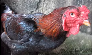 Năm Dậu nói về giống gà Hồ