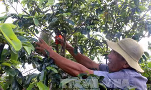 Tiên phong chuyển đổi cây trồng ở vùng đất nhiễm mặn 