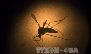 Mỹ thử nghiệm vaccine phòng virus Zika trên cơ thể người 