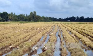 Vùng trũng Ngã Năm sống chung với lũ 