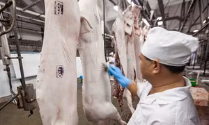 TP Hồ Chí Minh